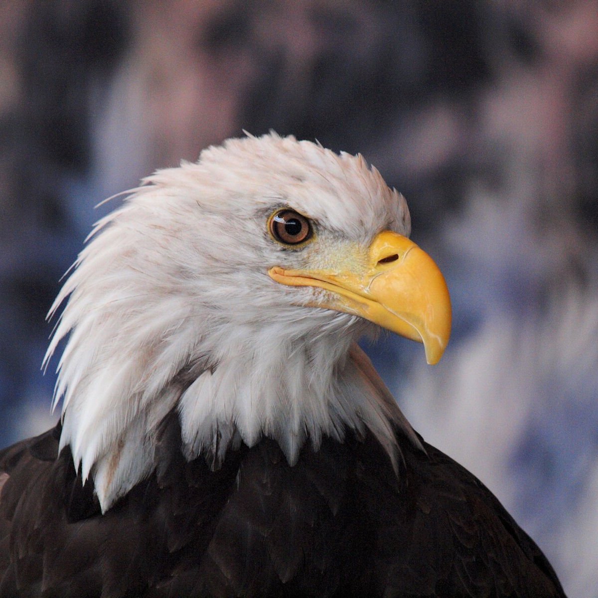 American Bald Eagle Foundation - All You Need to Know BEFORE You Go (2024)