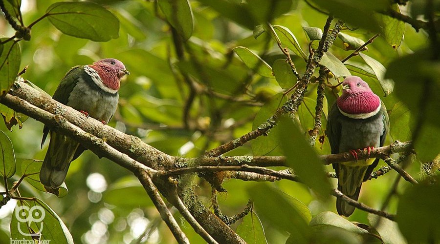 Female and Male Pink-headed Fruitdove