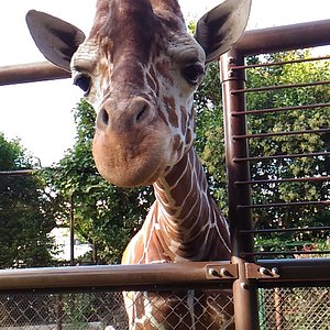 横浜市の動物園 水族館 ベスト10 トリップアドバイザー 横浜市の動物園 水族館 ベスト10 トリップアドバイザー
