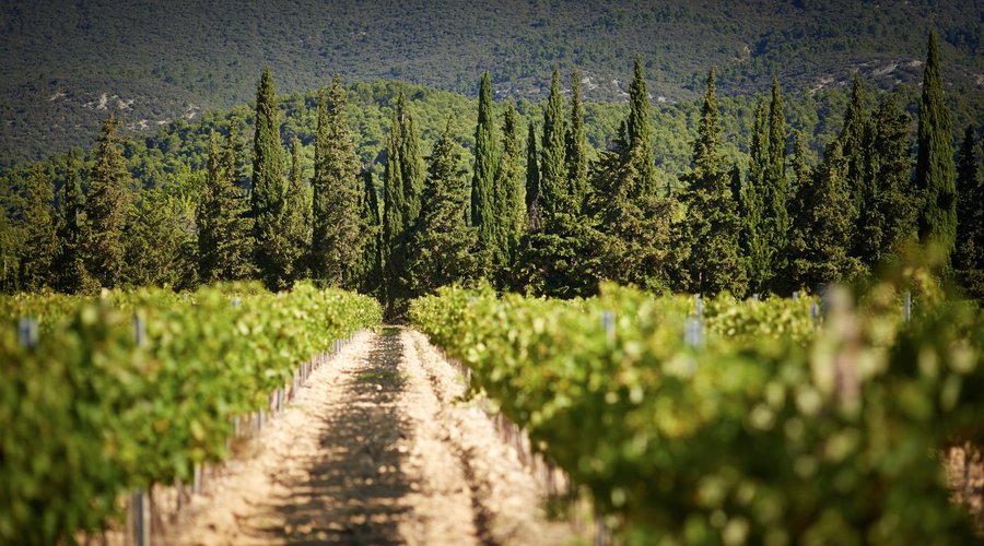 Vigne en Provence