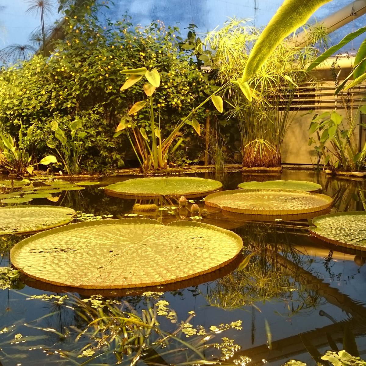 Botanical Garden and the Greenhouses (Aarhus) All You Need to Know