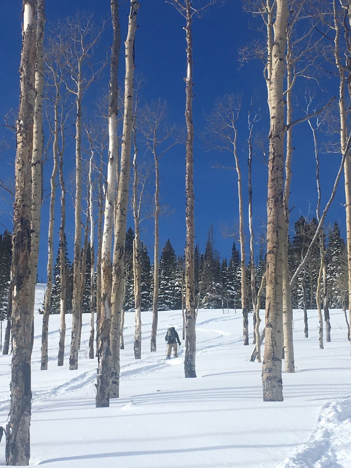 Steamboat Backcountry Adventures (Steamboat Springs) - All You Need to