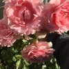 sc0042