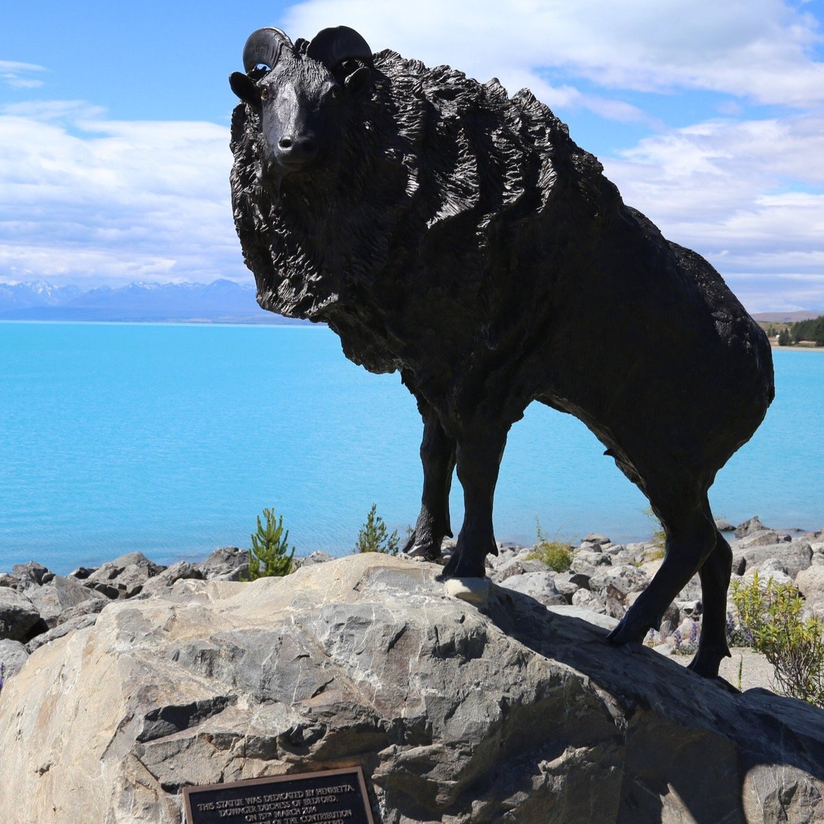 Mackenzie Sheep Dog Statue, Озеро Текапо: лучшие советы перед посещением -  Tripadvisor