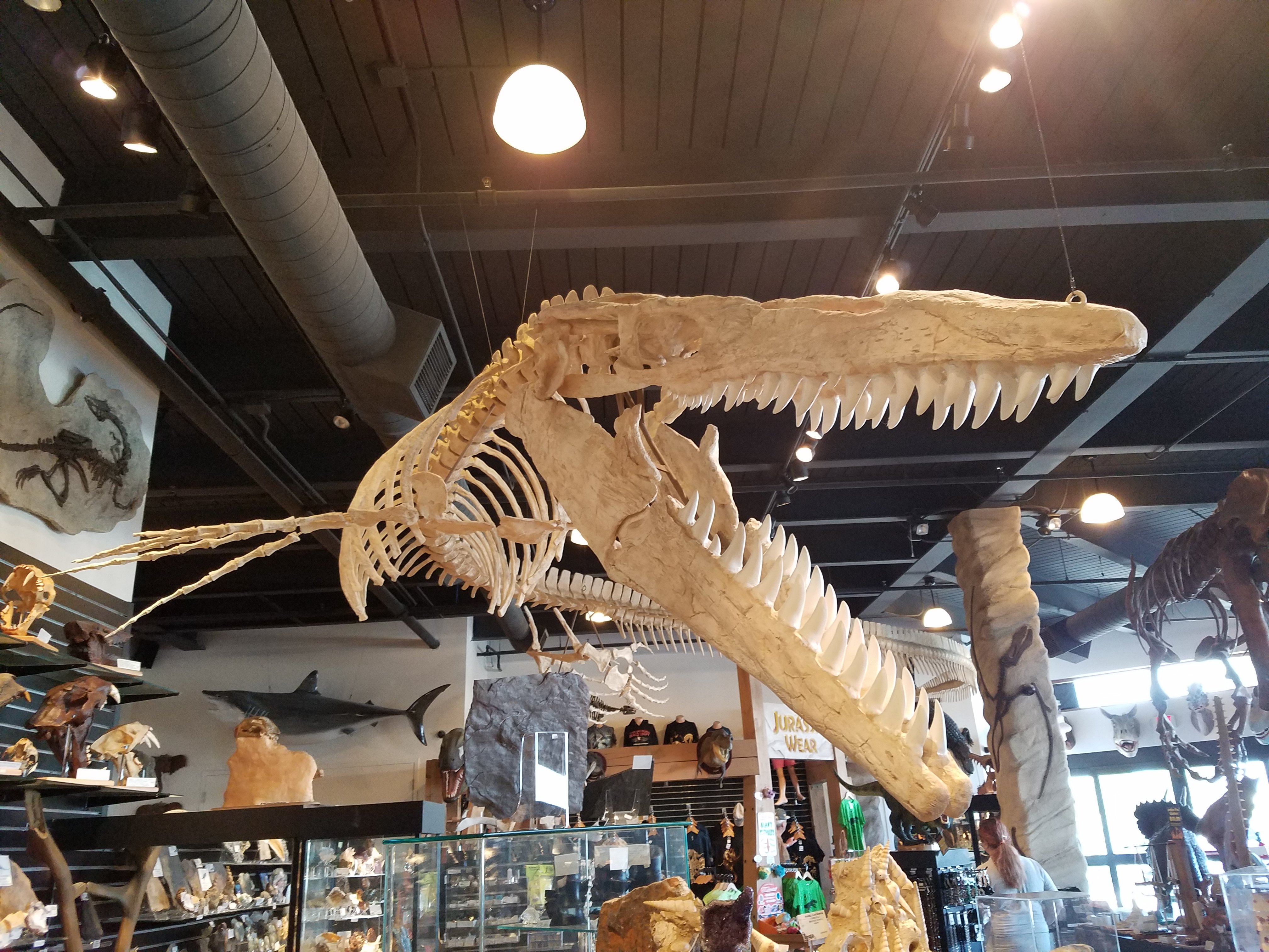 The Dinosaur Store All You Need to Know BEFORE You Go 2024