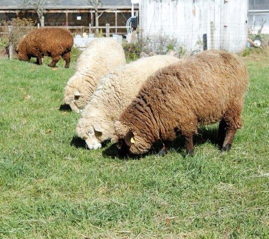 se permiten perros en drumlin farm