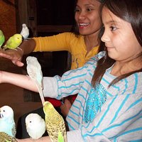Parakeets
