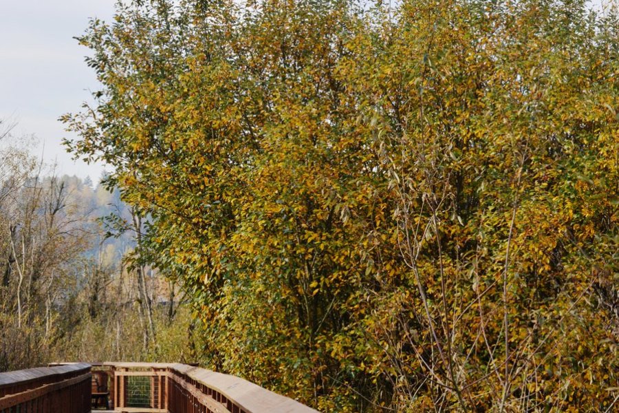 Auburn Environmental Park image