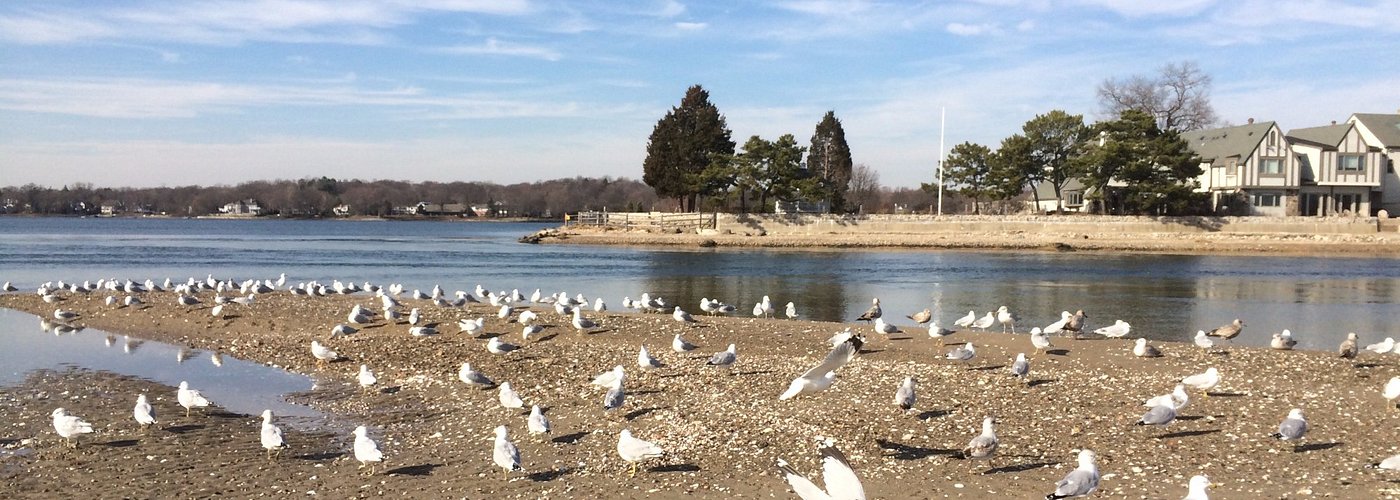 March 2016 gull convention