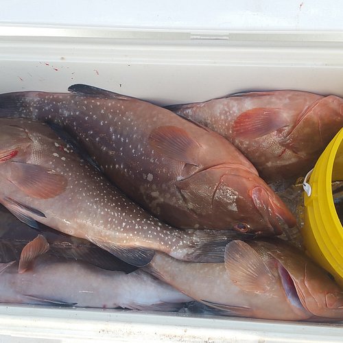 Jena with a nice Trout! Great job Jena! - Picture of Pure Passion Fishing  Charters, Fort Myers Beach - Tripadvisor