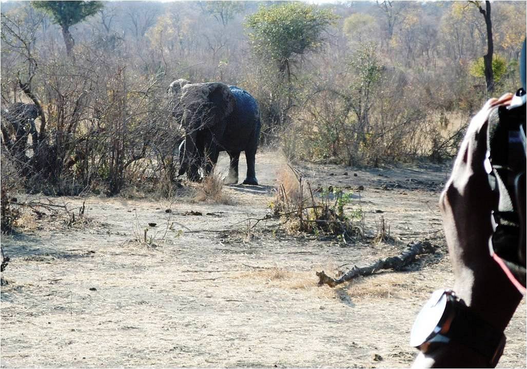 African Exodus Safaris Zambezi National Park 2022 Alles Wat U Moet Weten Voordat Je Gaat