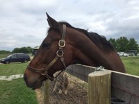 Old Friends at Kentucky Downs - All You Need to Know BEFORE You Go (2024)