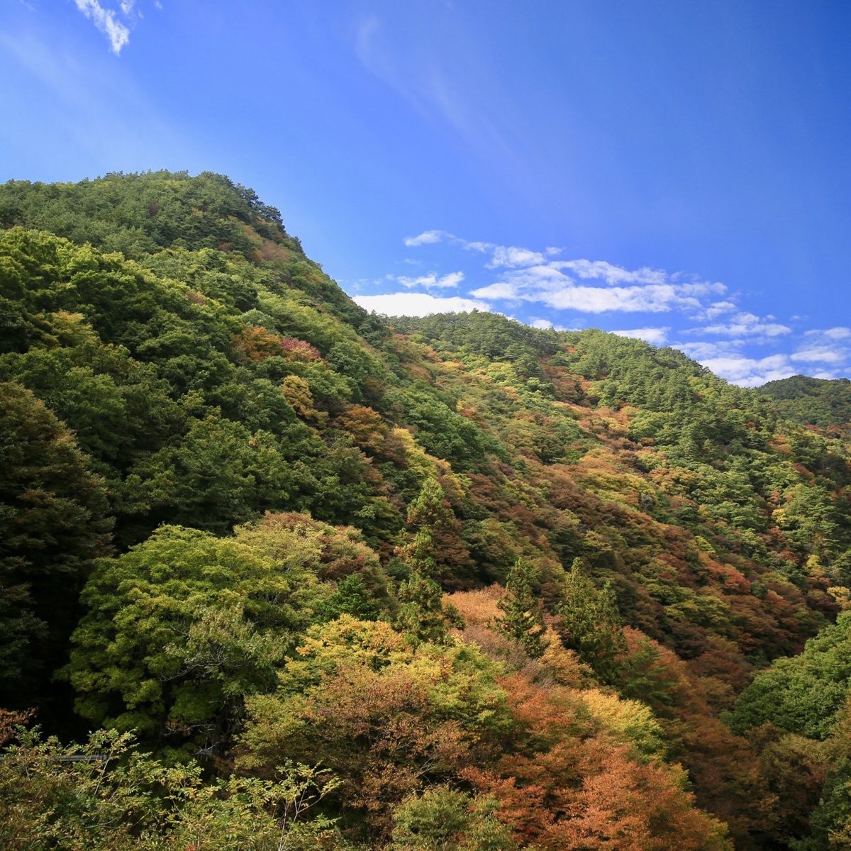 Momiji Bridge - All You Need to Know BEFORE You Go (2024)