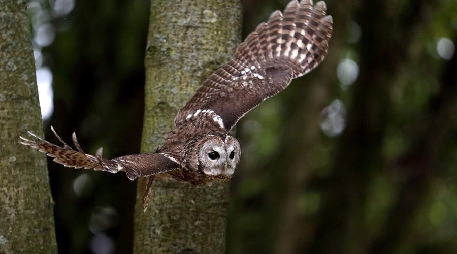 Kent Owl Academy