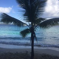 Palm Tree on Solomon Beach