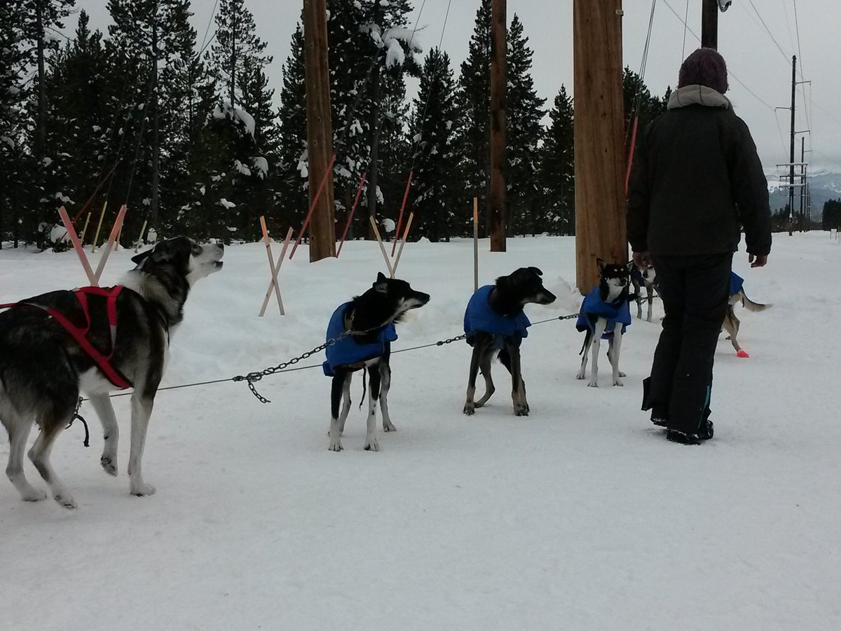 Klondike Dreams Sled Dog Rides, Уэст-Йеллоустоун: лучшие советы перед  посещением - Tripadvisor