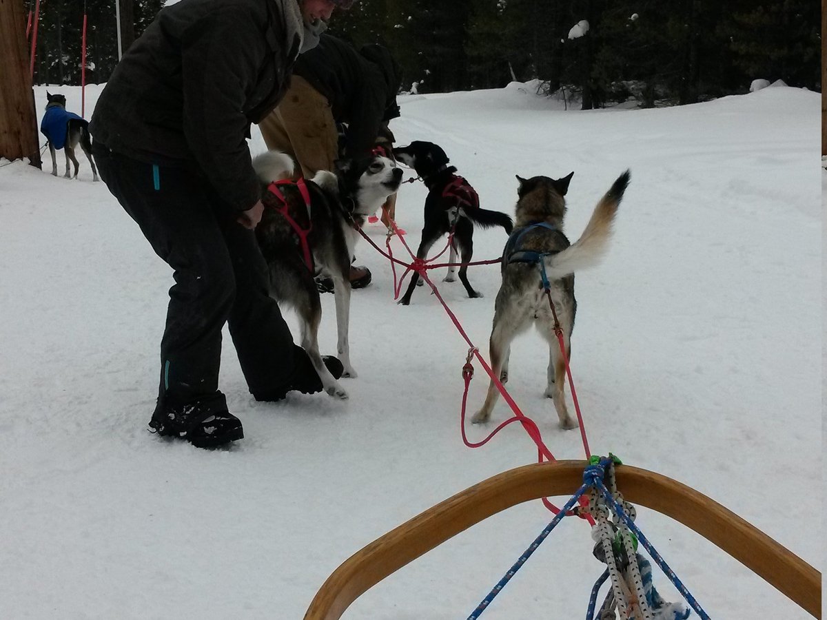 Klondike Dreams Sled Dog Rides, Уэст-Йеллоустоун: лучшие советы перед  посещением - Tripadvisor