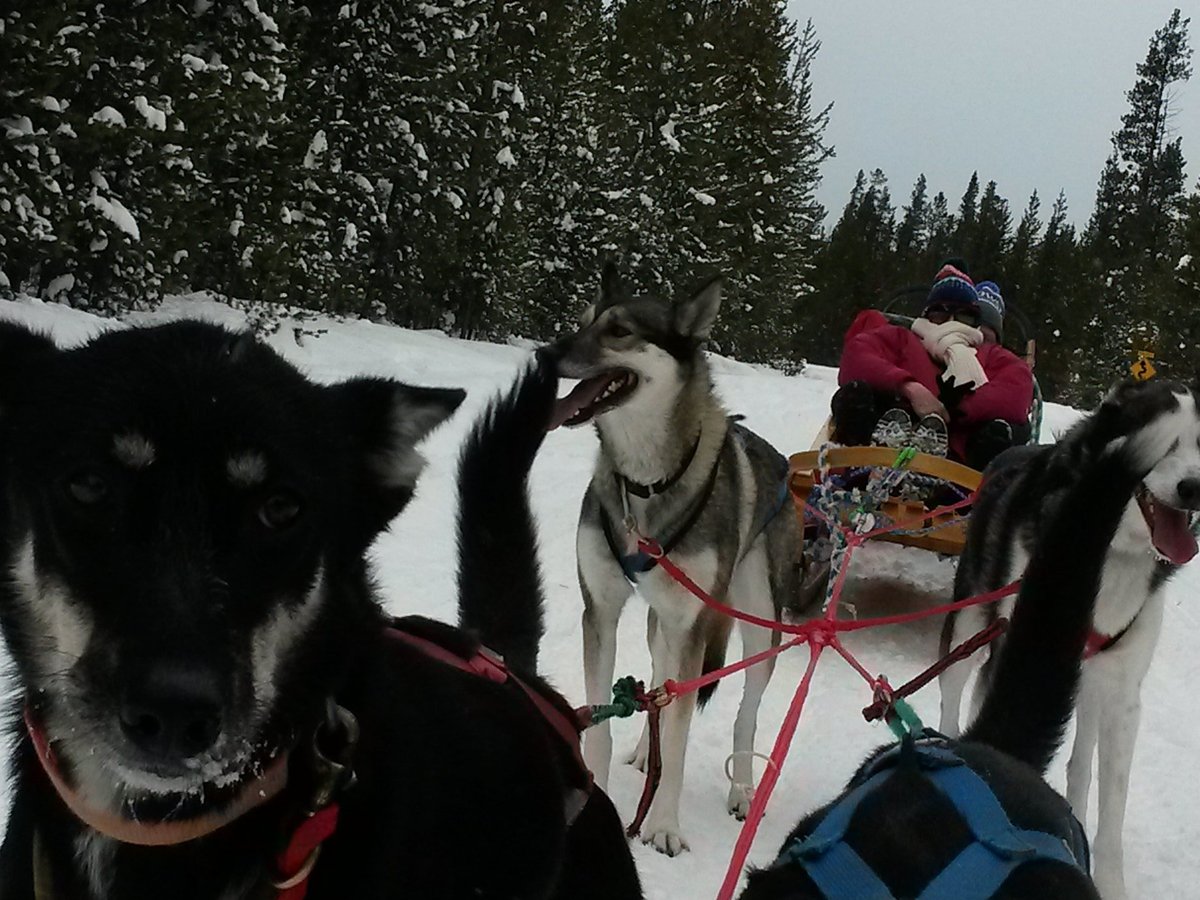 Klondike Dreams Sled Dog Rides, Уэст-Йеллоустоун: лучшие советы перед  посещением - Tripadvisor