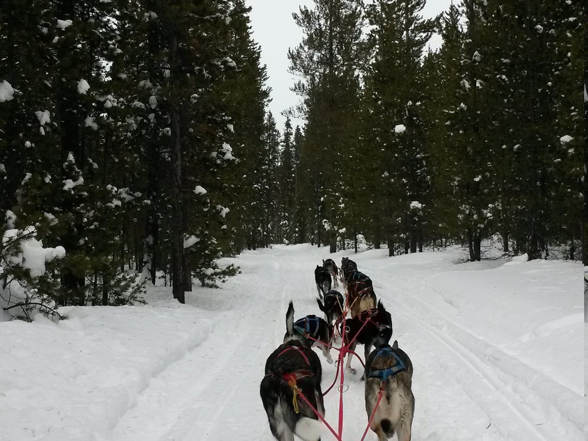 Klondike Dreams Sled Dog Rides, Уэст-Йеллоустоун: лучшие советы перед  посещением - Tripadvisor