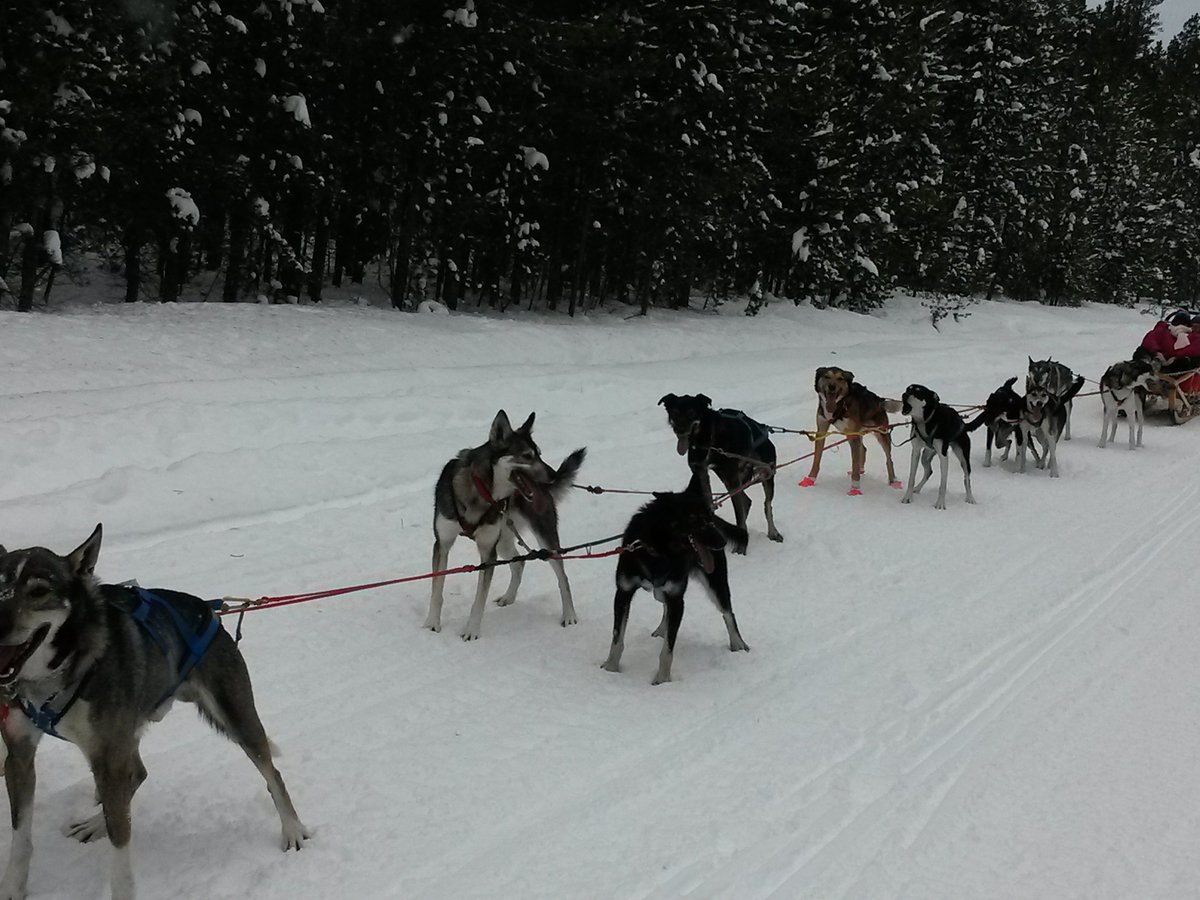 Klondike Dreams Sled Dog Rides, Уэст-Йеллоустоун: лучшие советы перед  посещением - Tripadvisor