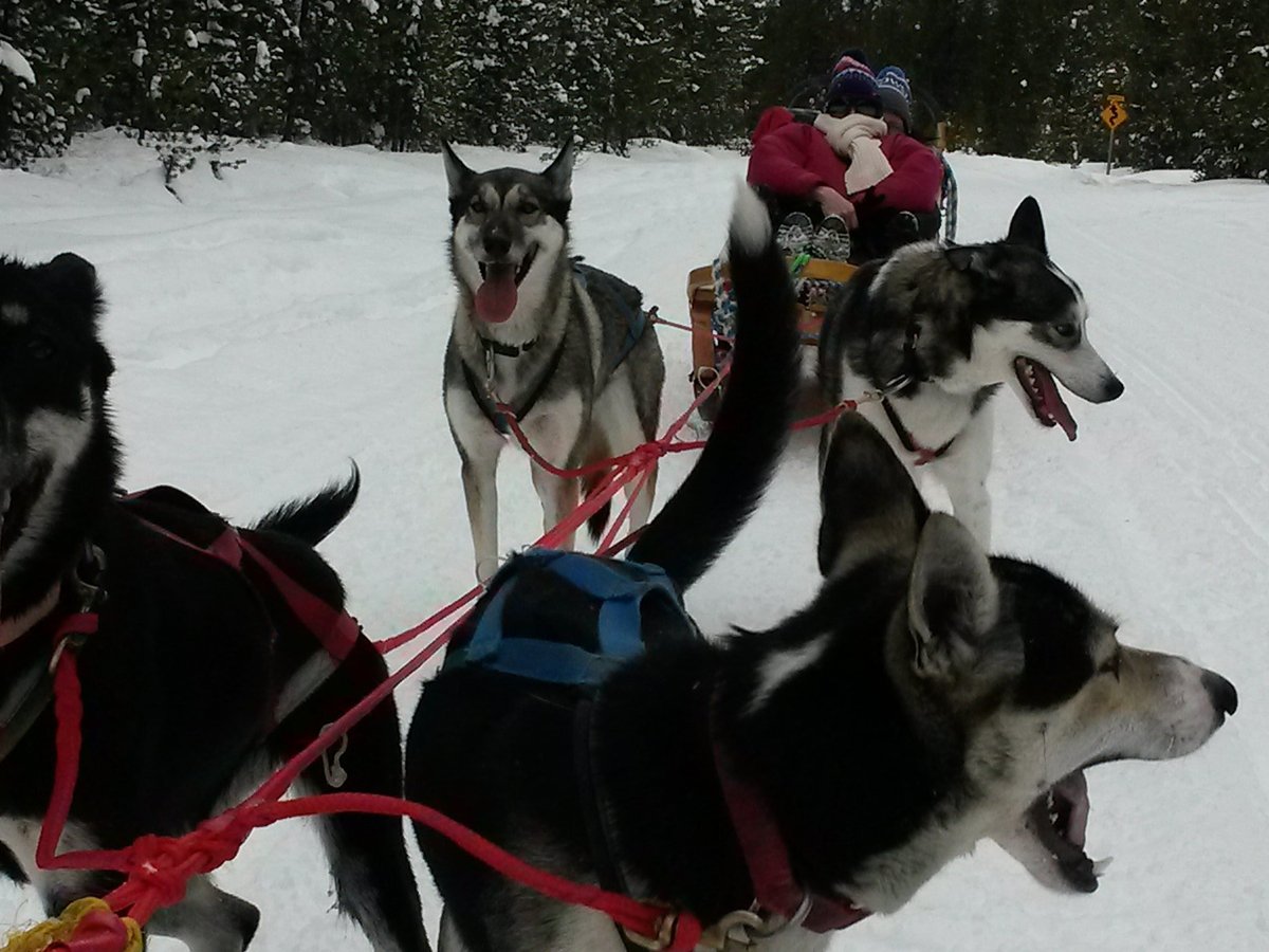 Klondike Dreams Sled Dog Rides, Уэст-Йеллоустоун: лучшие советы перед  посещением - Tripadvisor