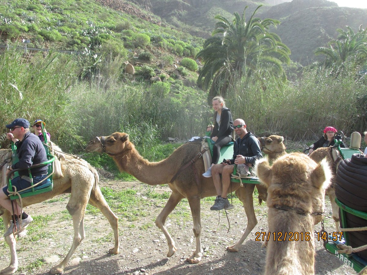 camel safari park fataga