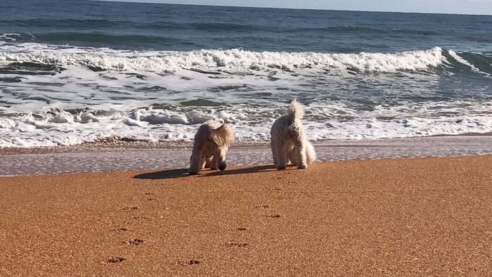 are dogs allowed on beverly beach