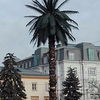 Palm Tree