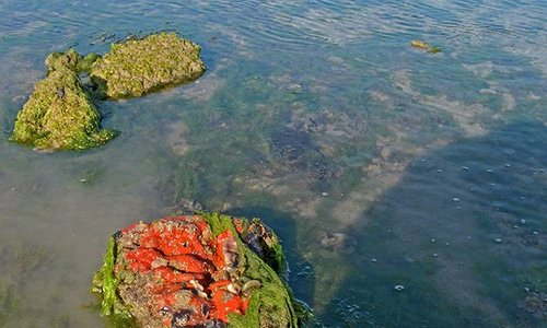lovely colourful corals and other marine life are quite thrilling to see in this one of kind of 