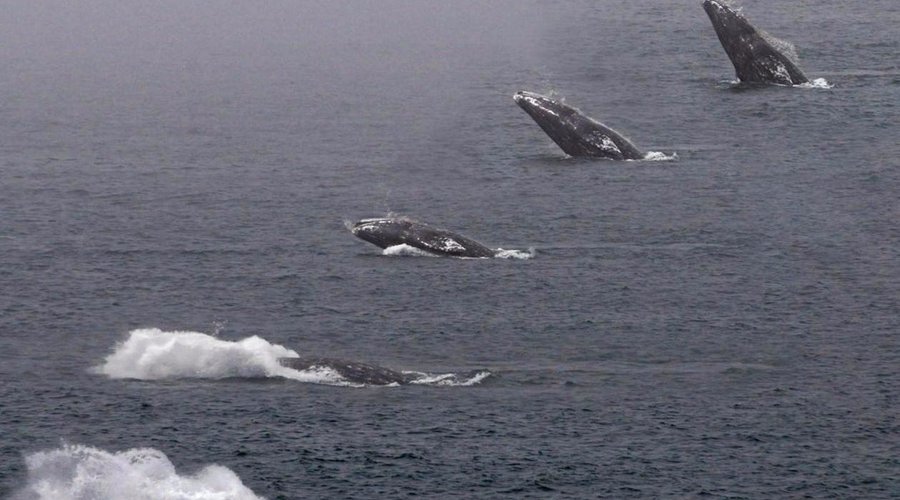 Resident gray whales