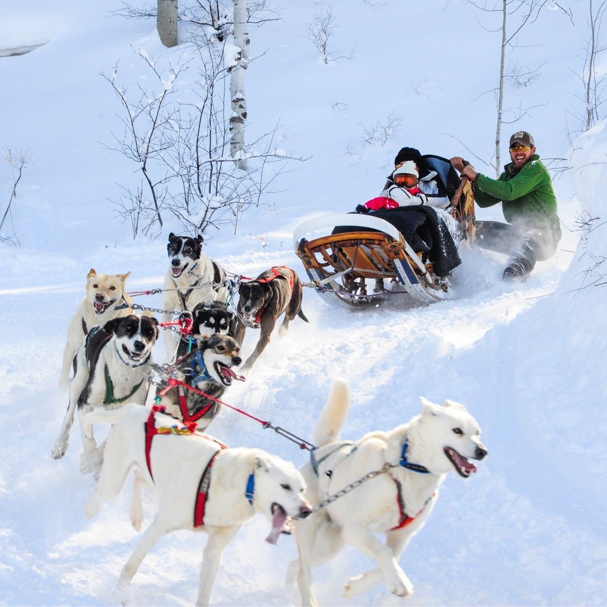 Krabloonik Dogsled Rides, Сноумасс-Виллидж: лучшие советы перед посещением  - Tripadvisor