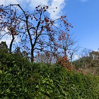 常寂光寺から竹林の散策路に向かう途中、生垣越しに眺めた落柿舎の柿です