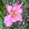 countydownrose81