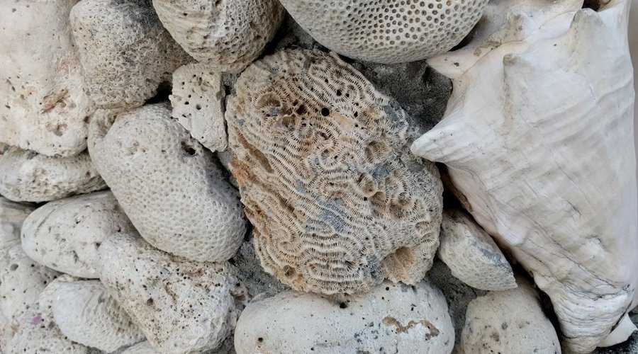 Cool shells on the bar wall