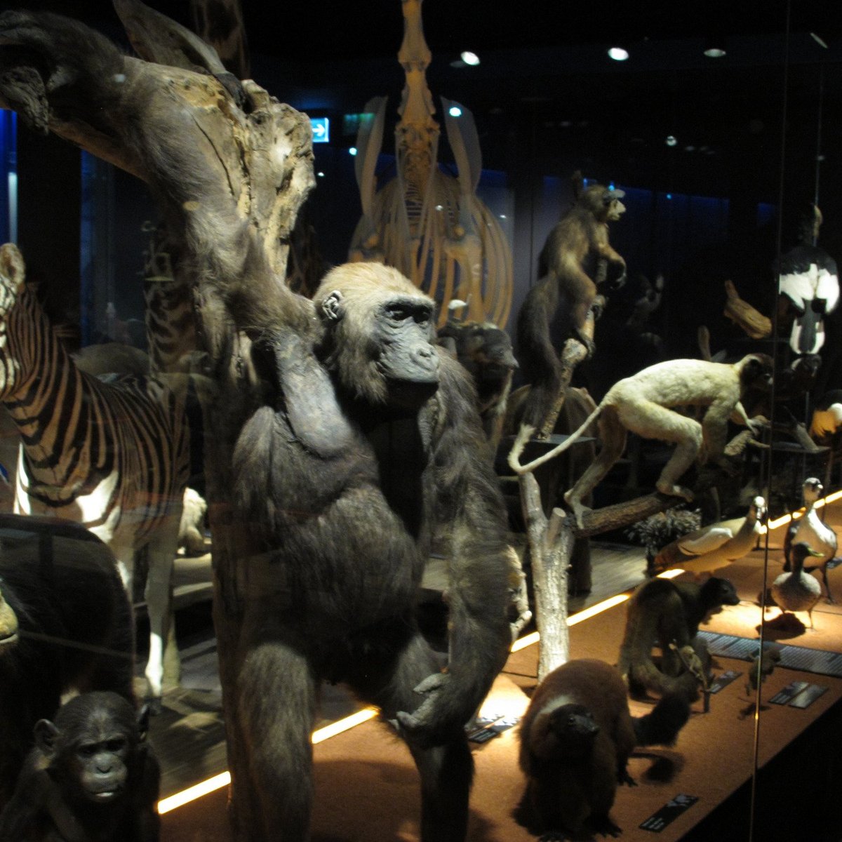 Musée D'histoire Naturelle Fribourg - All You Need To Know Before You Go