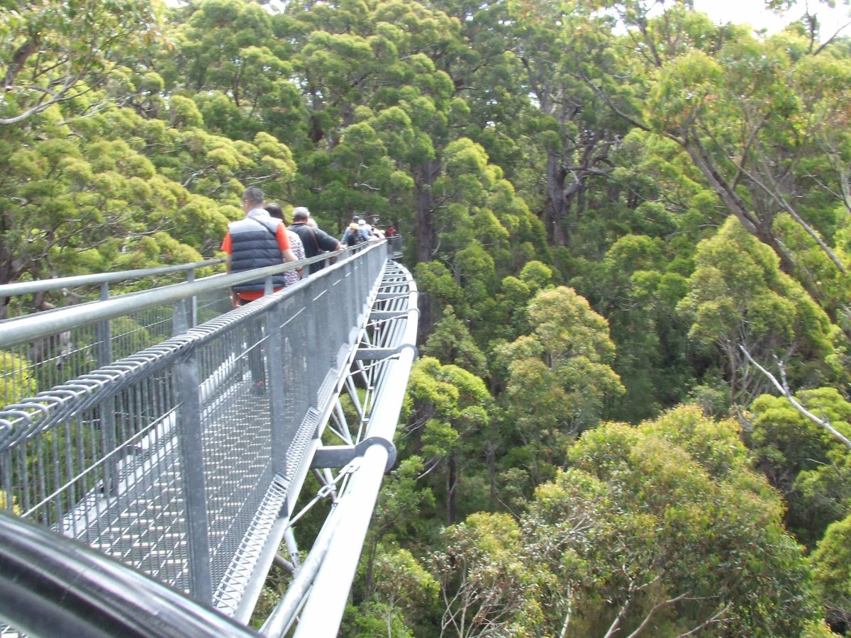 Valley of the Giants Tree Top Walk, Западная Австралия: лучшие советы перед  посещением - Tripadvisor