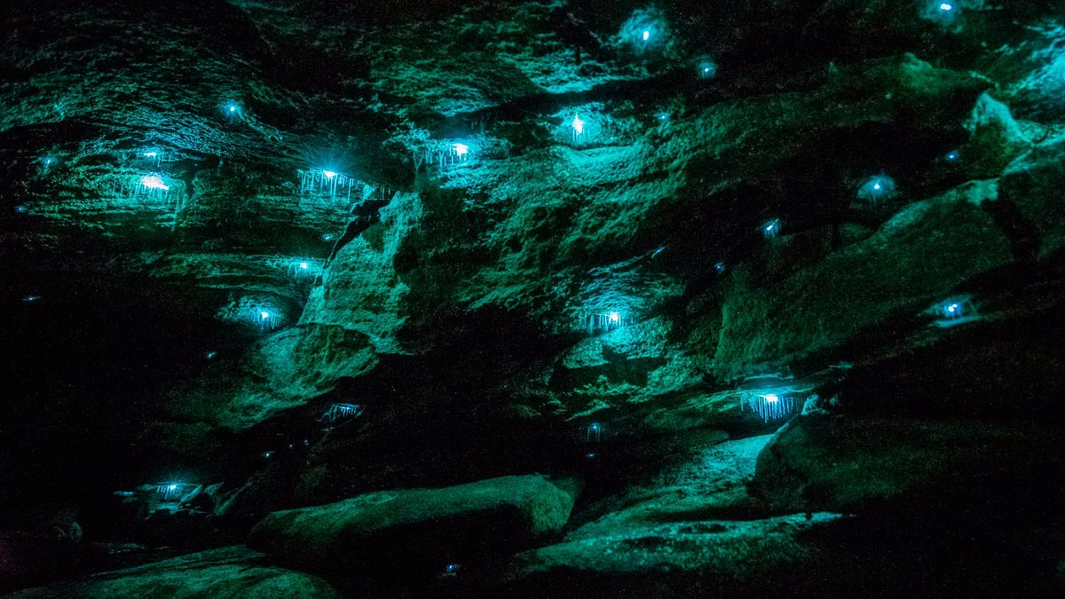 blue mountains glow worm tours photos