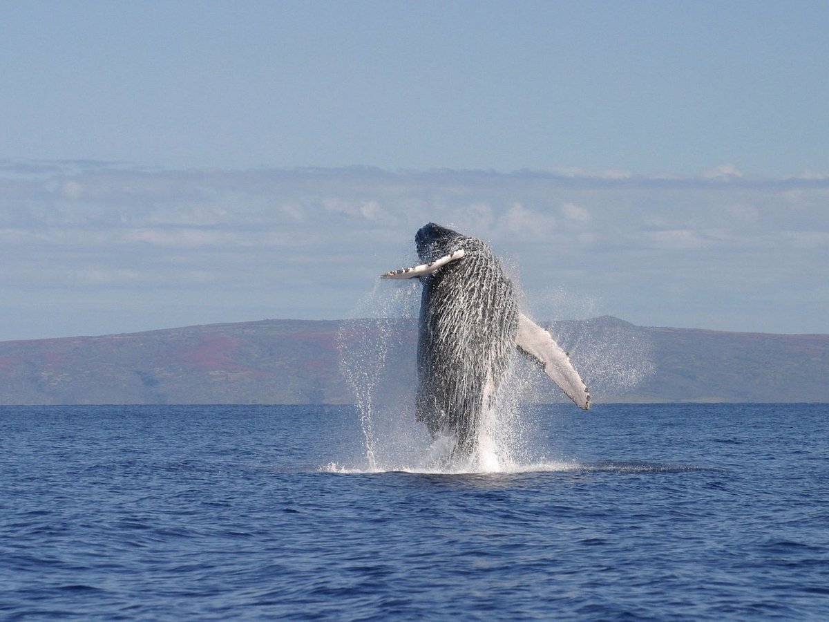 Manta Adventures (Kailua-Kona) - All You Need to Know BEFORE You Go