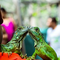Green Iguanas