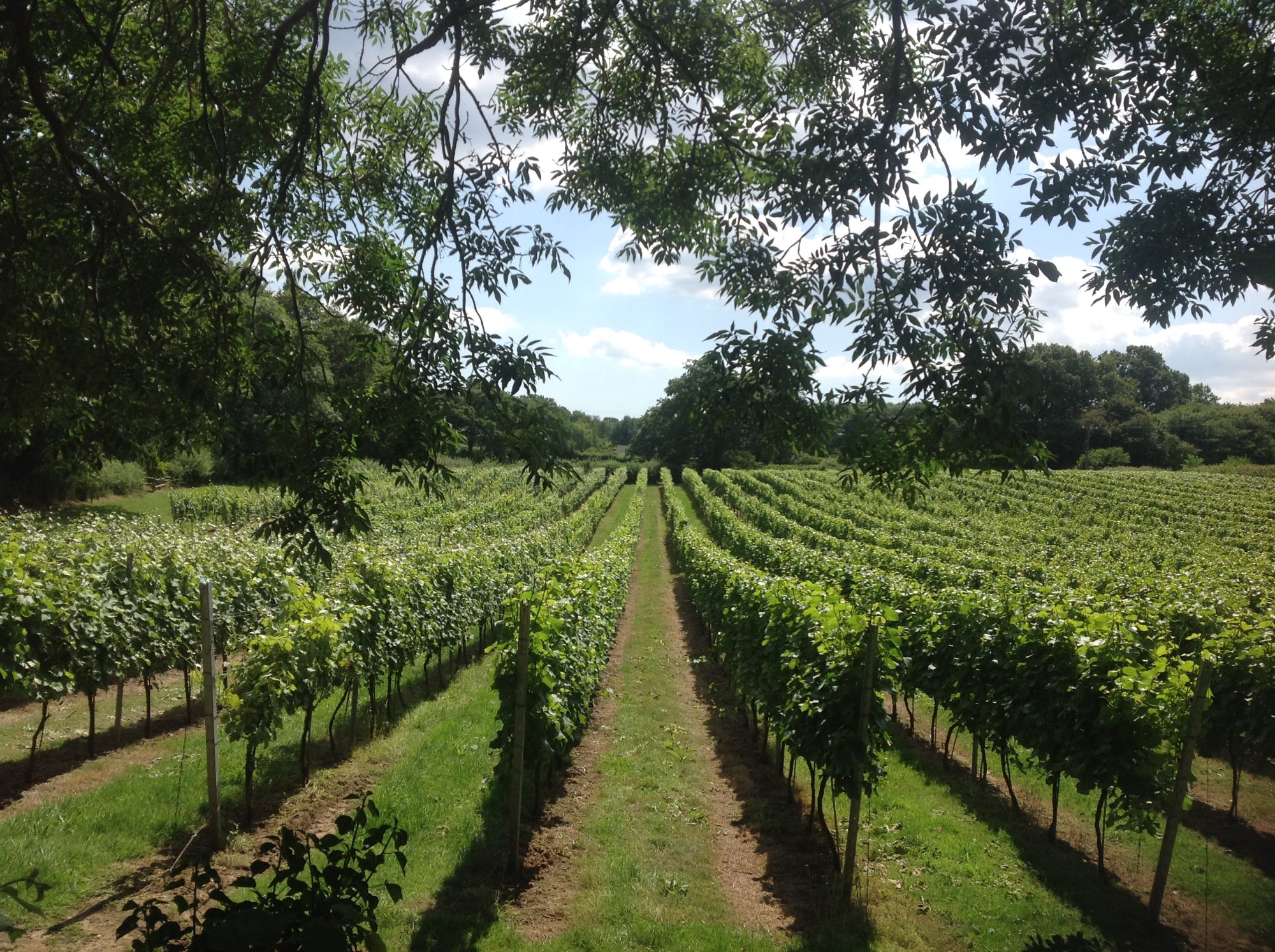 Oak vineyard sale