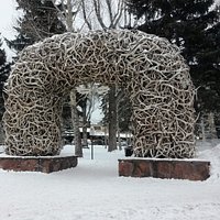 Antlers from Elk