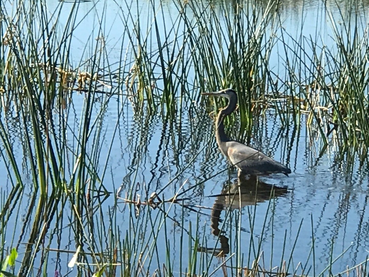 Indian River County wetlands (Vero Beach) - All You Need to Know BEFORE ...