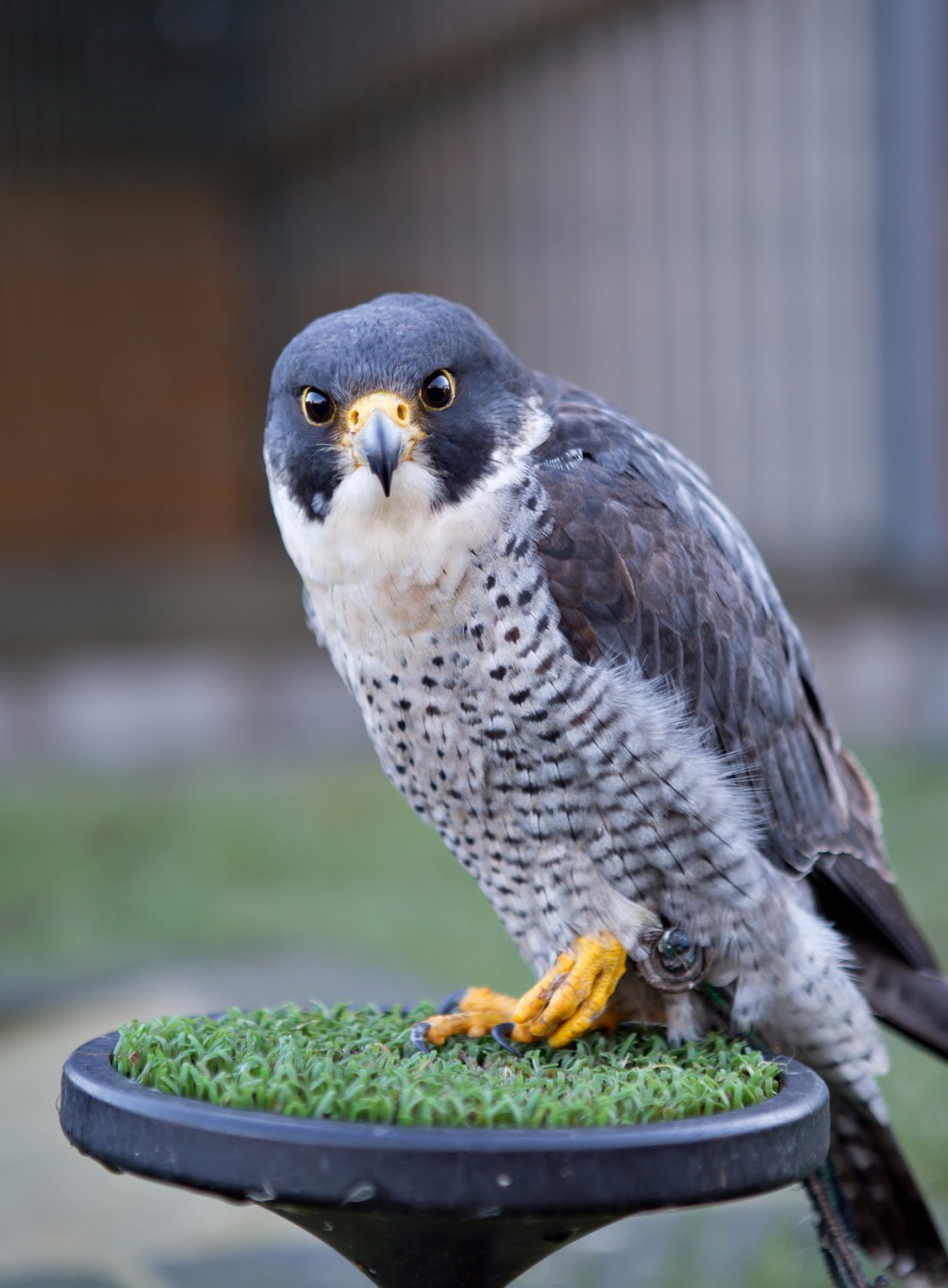 National Bird of Prey Centre - Wicklow County Tourism