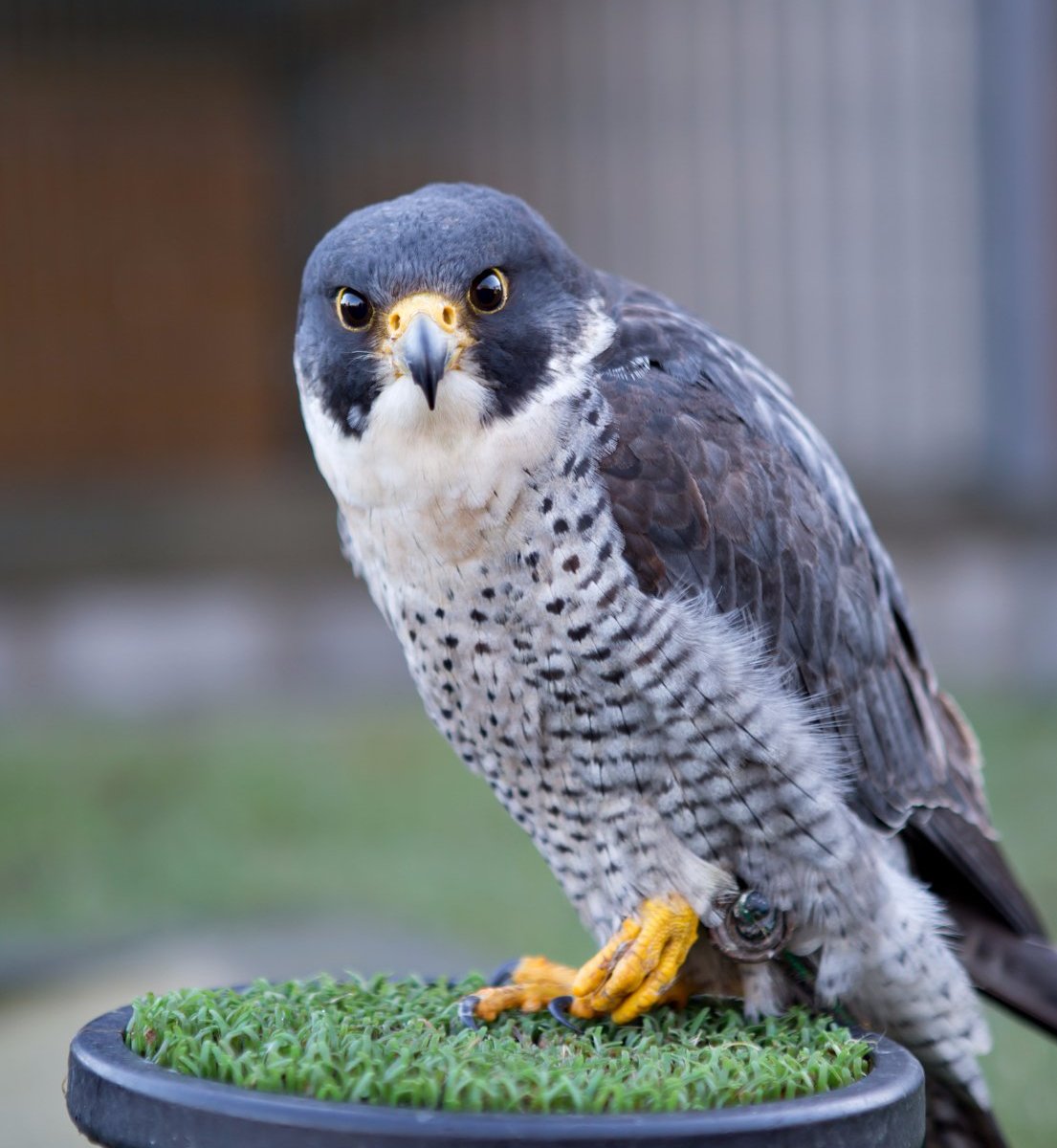 National Centre for Birds of Prey