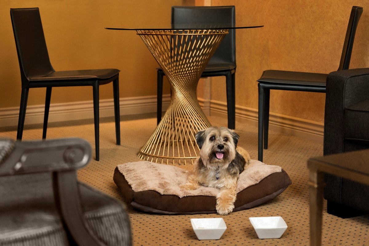 Brier Creek Pet HotelTransforming Your Pet's Stay into a Luxurious Vacation