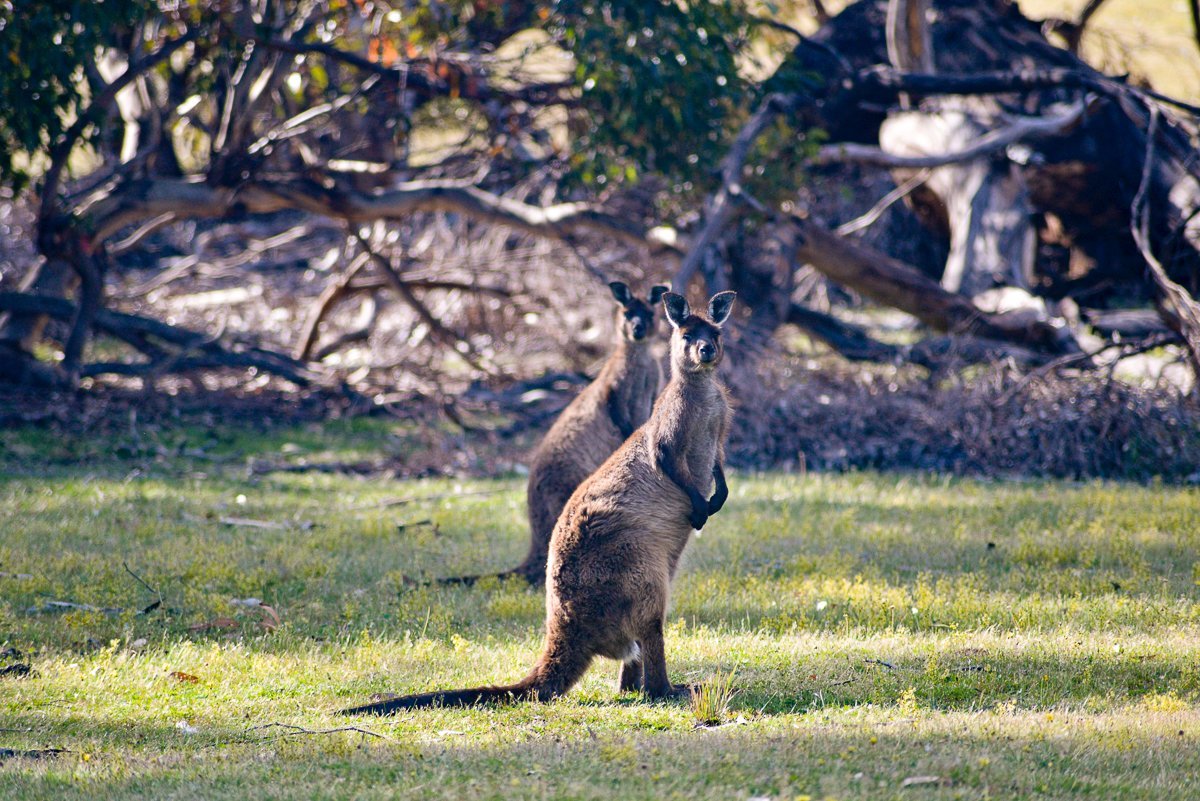 Exceptional Kangaroo Island, Остров Кенгуру: лучшие советы перед посещением  - Tripadvisor