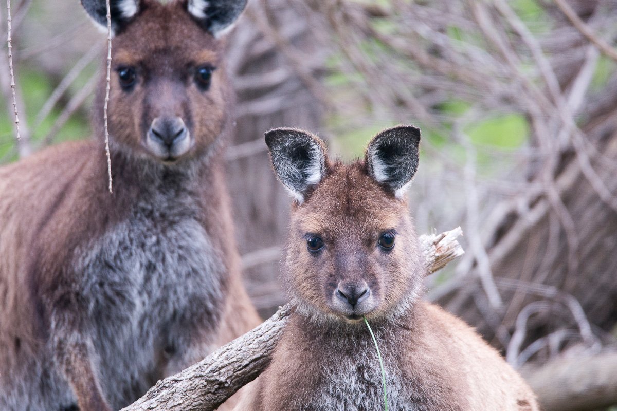 Exceptional Kangaroo Island, Остров Кенгуру: лучшие советы перед посещением  - Tripadvisor