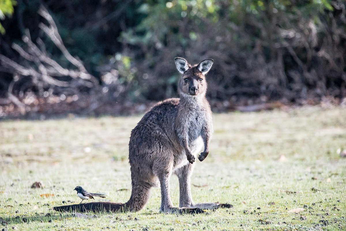 Exceptional Kangaroo Island, Остров Кенгуру: лучшие советы перед посещением  - Tripadvisor