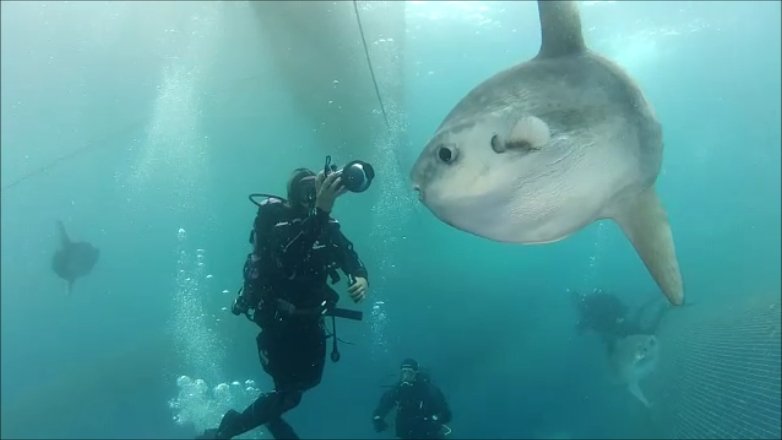 B&B DIVING CENTER (Camogli): Ce Qu'il Faut Savoir Pour Votre Visite