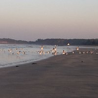birds !!